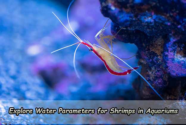 Explore Water Parameters for Shrimps in Aquariums