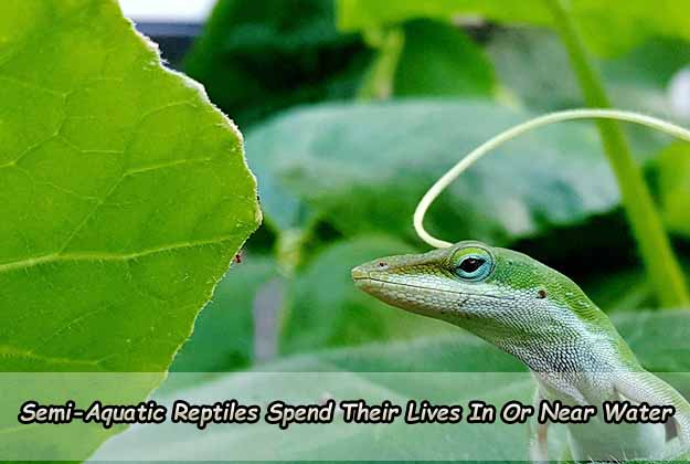 Semi-Aquatic Reptiles Spend Their Lives In Or Near Water